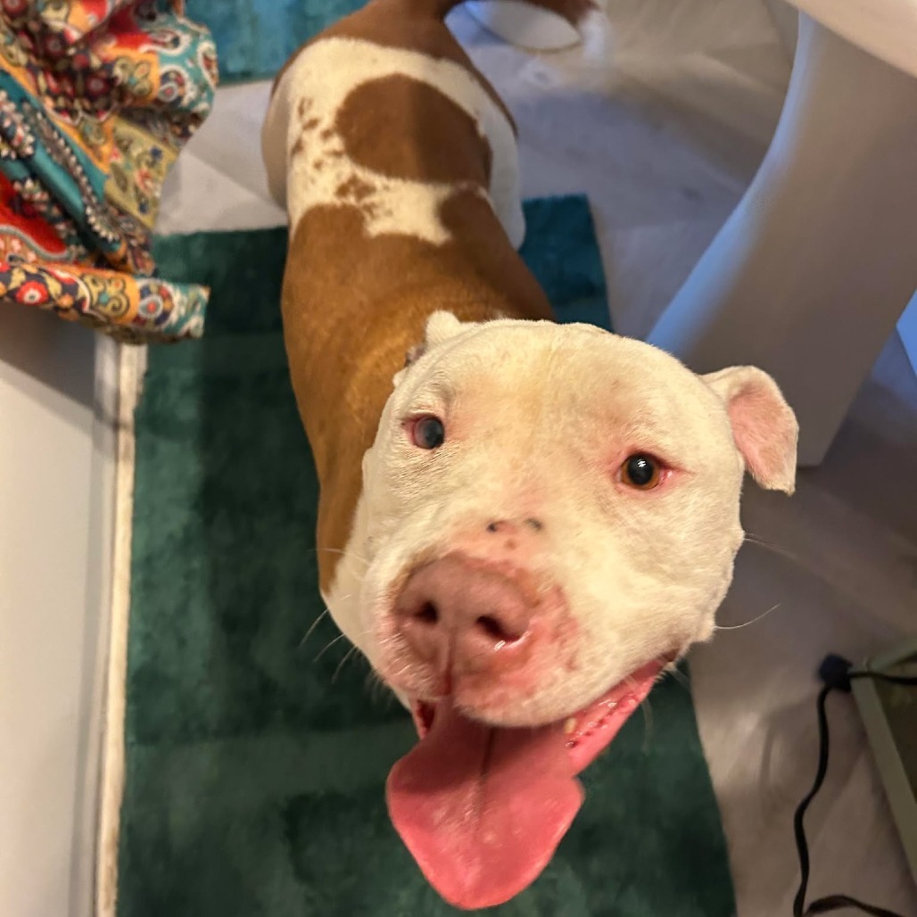 Zeus, an adoptable Pit Bull Terrier in Bend, OR, 97702 | Photo Image 6