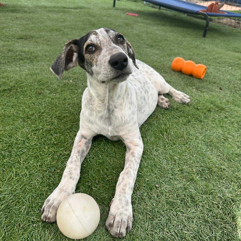 Khalifa, an adoptable Hound in Bend, OR, 97702 | Photo Image 1