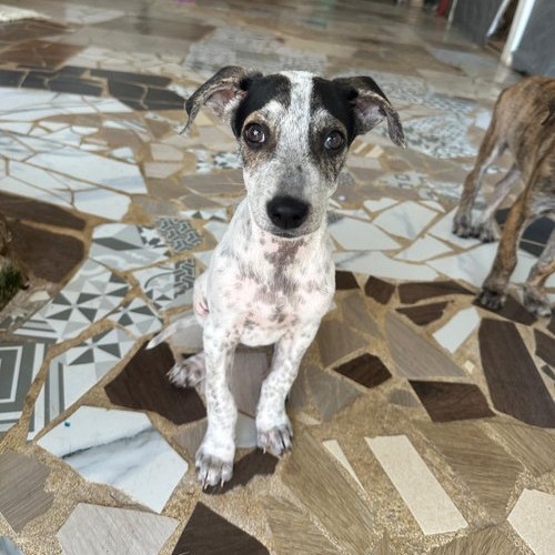 Khalifa, an adoptable Hound in Bend, OR, 97702 | Photo Image 2