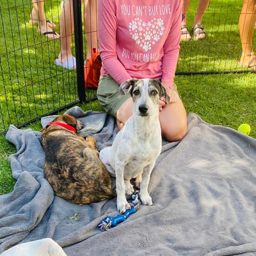 Khalifa, an adoptable Hound in Bend, OR, 97702 | Photo Image 3