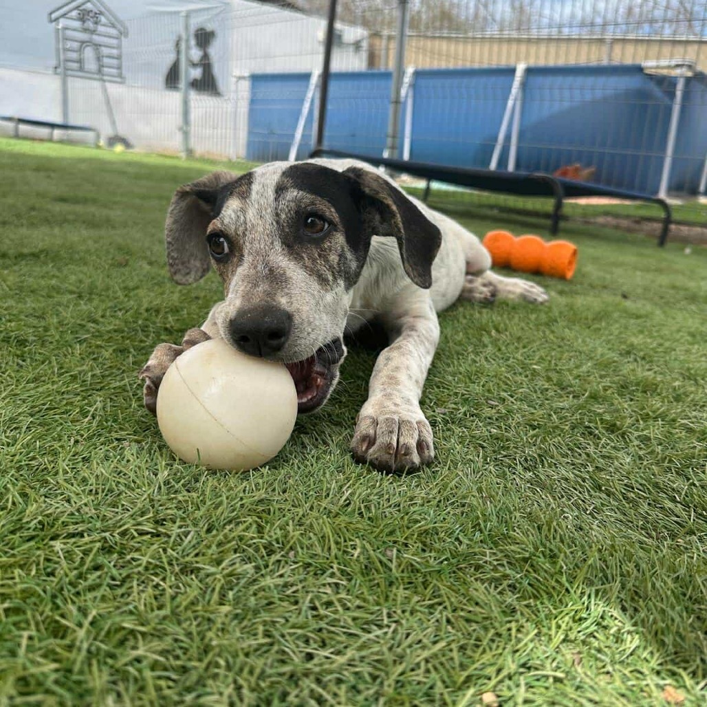 Khalifa, an adoptable Hound in Bend, OR, 97702 | Photo Image 4