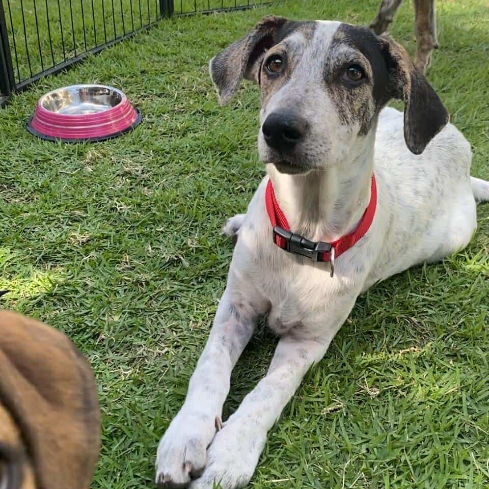 Khalifa, an adoptable Hound in Bend, OR, 97702 | Photo Image 5