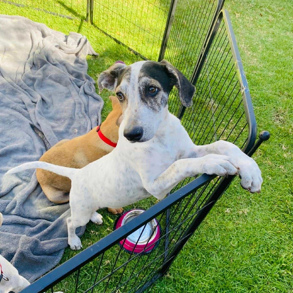 Khalifa, an adoptable Hound in Bend, OR, 97702 | Photo Image 6