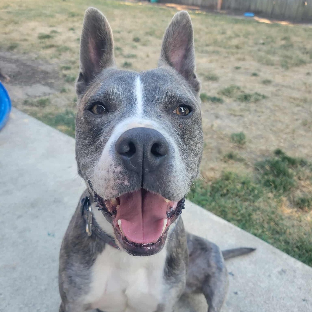 Bigfoot, an adoptable Mixed Breed in Bend, OR, 97702 | Photo Image 1