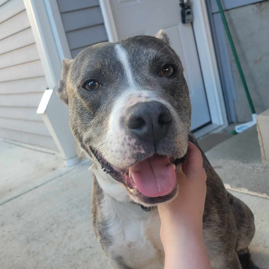 Bigfoot, an adoptable Mixed Breed in Bend, OR, 97702 | Photo Image 1
