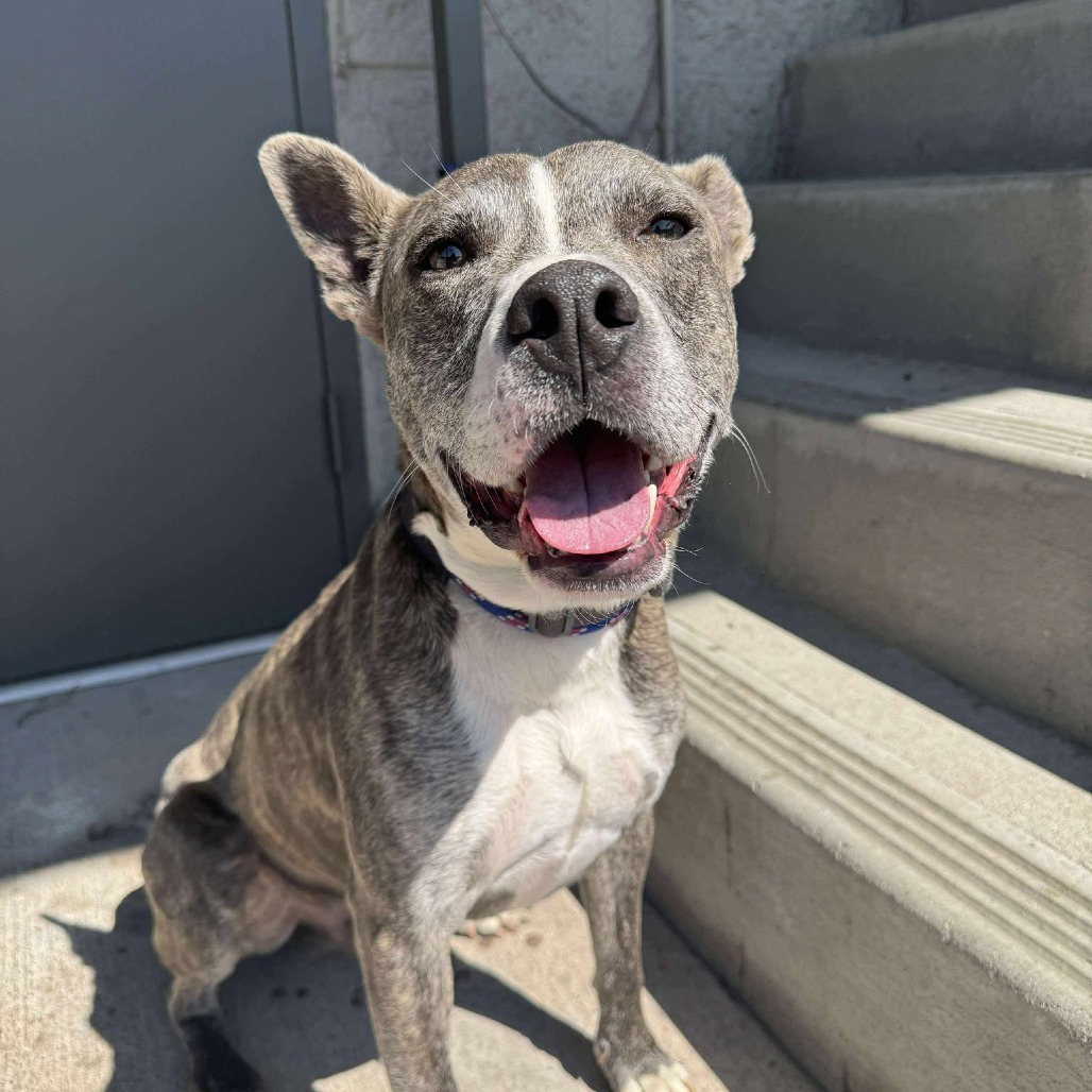 Bigfoot - ***Adoption Special!!***, an adoptable Mixed Breed in Bend, OR, 97702 | Photo Image 1