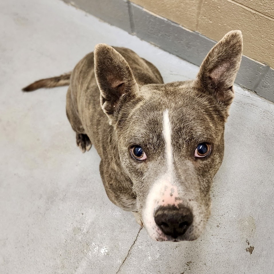 Bigfoot, an adoptable Mixed Breed in Bend, OR, 97702 | Photo Image 2