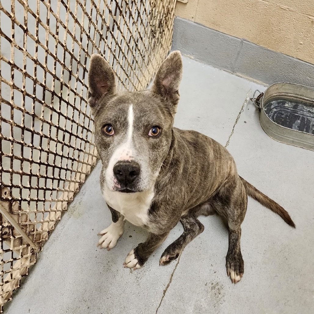 Bigfoot, an adoptable Mixed Breed in Bend, OR, 97702 | Photo Image 3