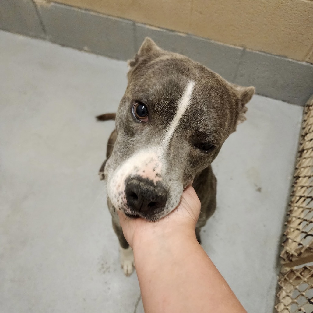 Bigfoot, an adoptable Mixed Breed in Bend, OR, 97702 | Photo Image 4