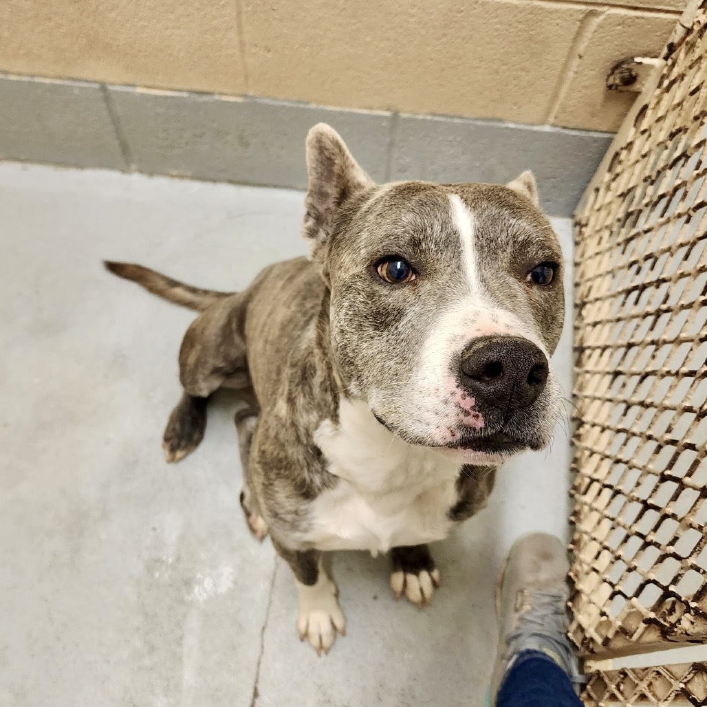 Bigfoot, an adoptable Mixed Breed in Bend, OR, 97702 | Photo Image 5