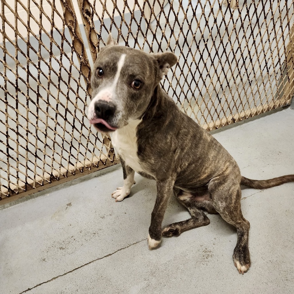 Bigfoot, an adoptable Mixed Breed in Bend, OR, 97702 | Photo Image 6