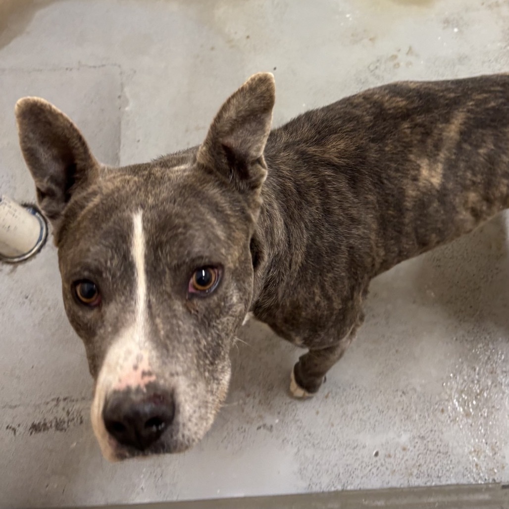 Bigfoot, an adoptable Mixed Breed in Bend, OR, 97702 | Photo Image 6