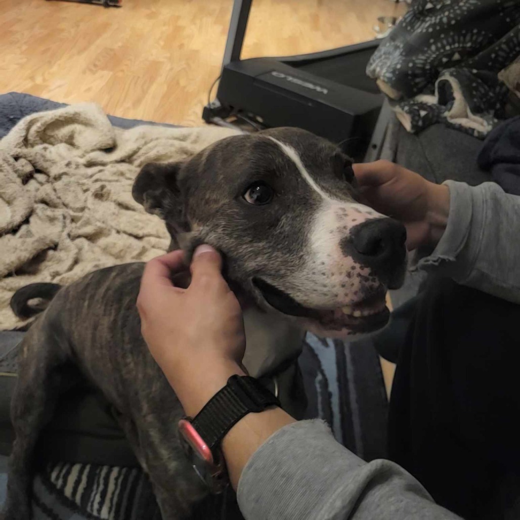 Bigfoot, an adoptable Mixed Breed in Bend, OR, 97702 | Photo Image 6