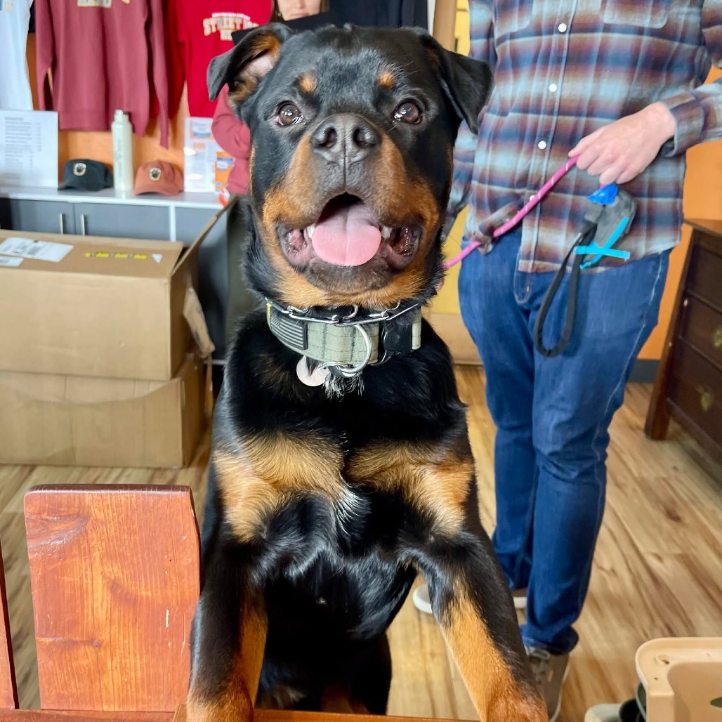 Dexter, an adoptable Rottweiler in Bend, OR, 97702 | Photo Image 1