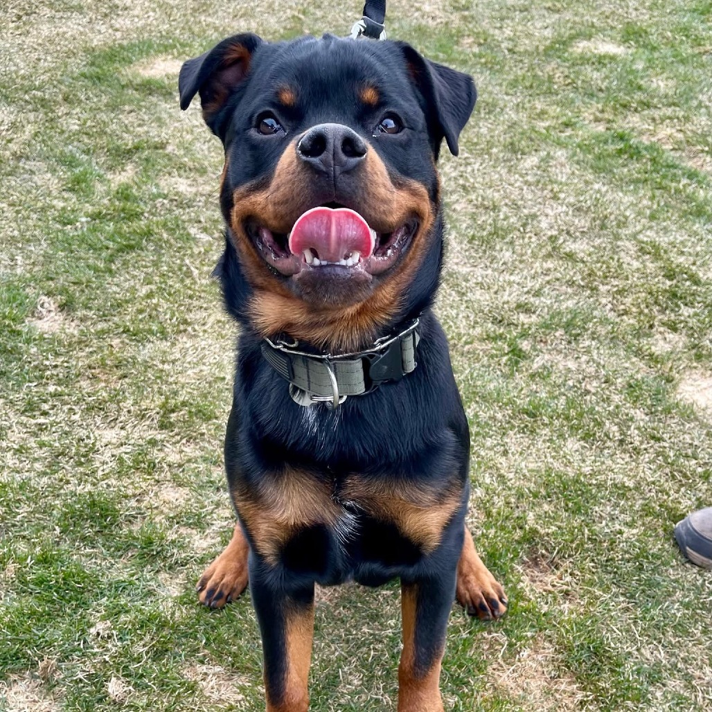 Dexter, an adoptable Rottweiler in Bend, OR, 97702 | Photo Image 1