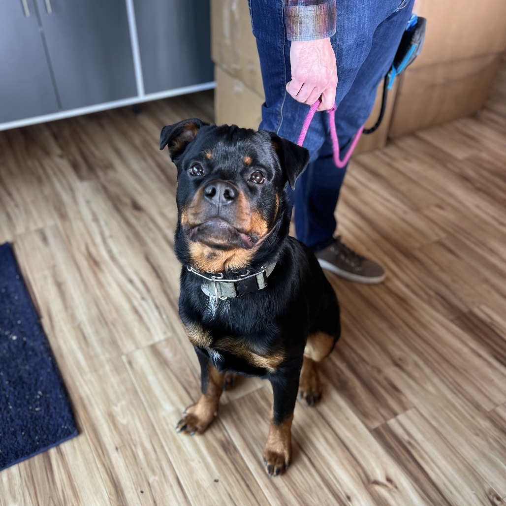 Dexter, an adoptable Rottweiler in Bend, OR, 97702 | Photo Image 2