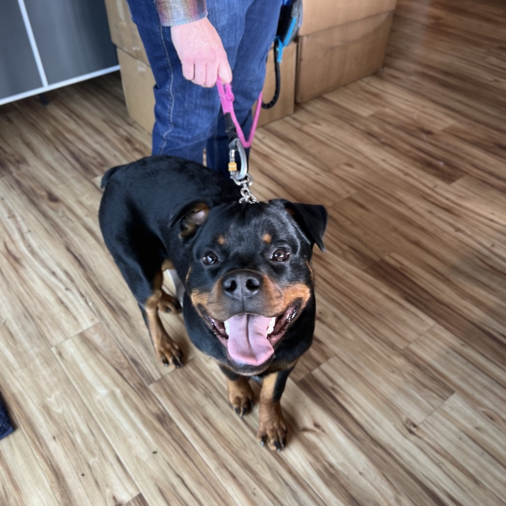 Dexter, an adoptable Rottweiler in Bend, OR, 97702 | Photo Image 3