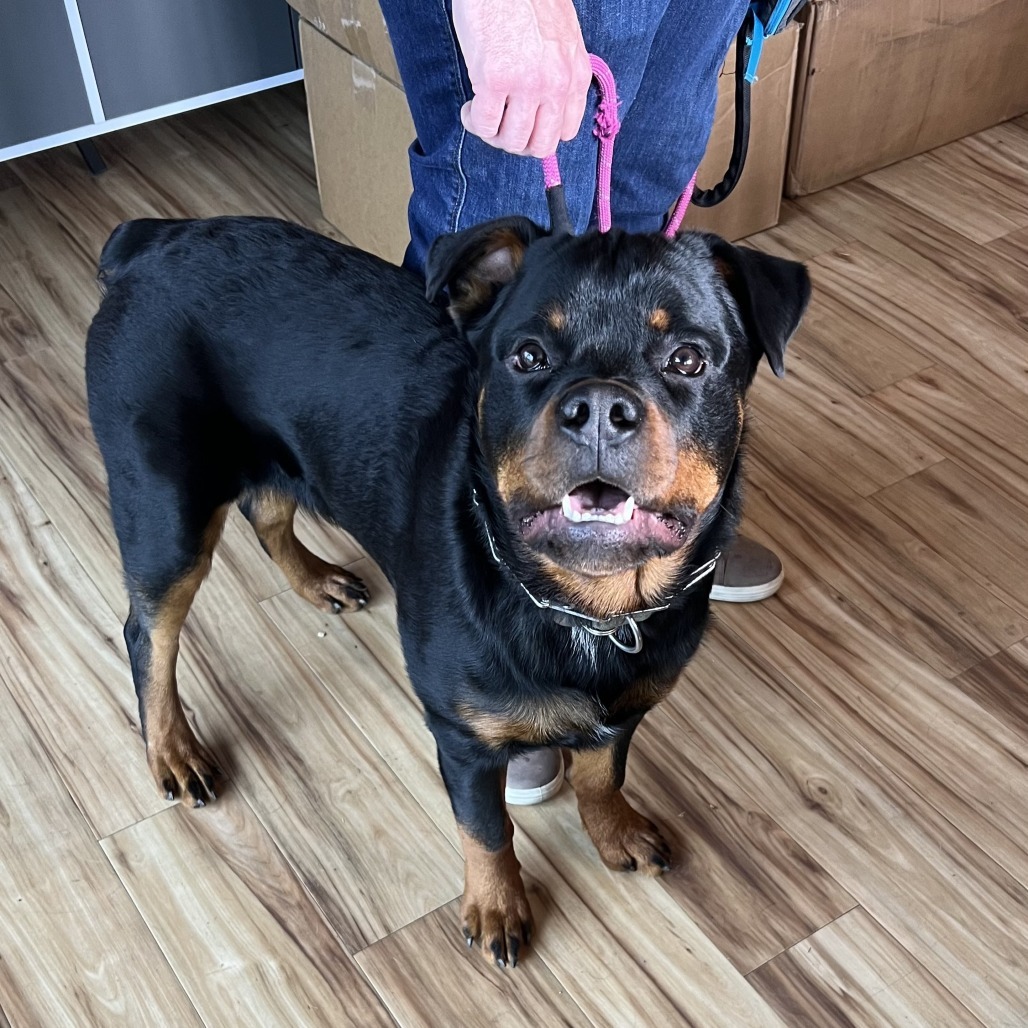 Dexter, an adoptable Rottweiler in Bend, OR, 97702 | Photo Image 4
