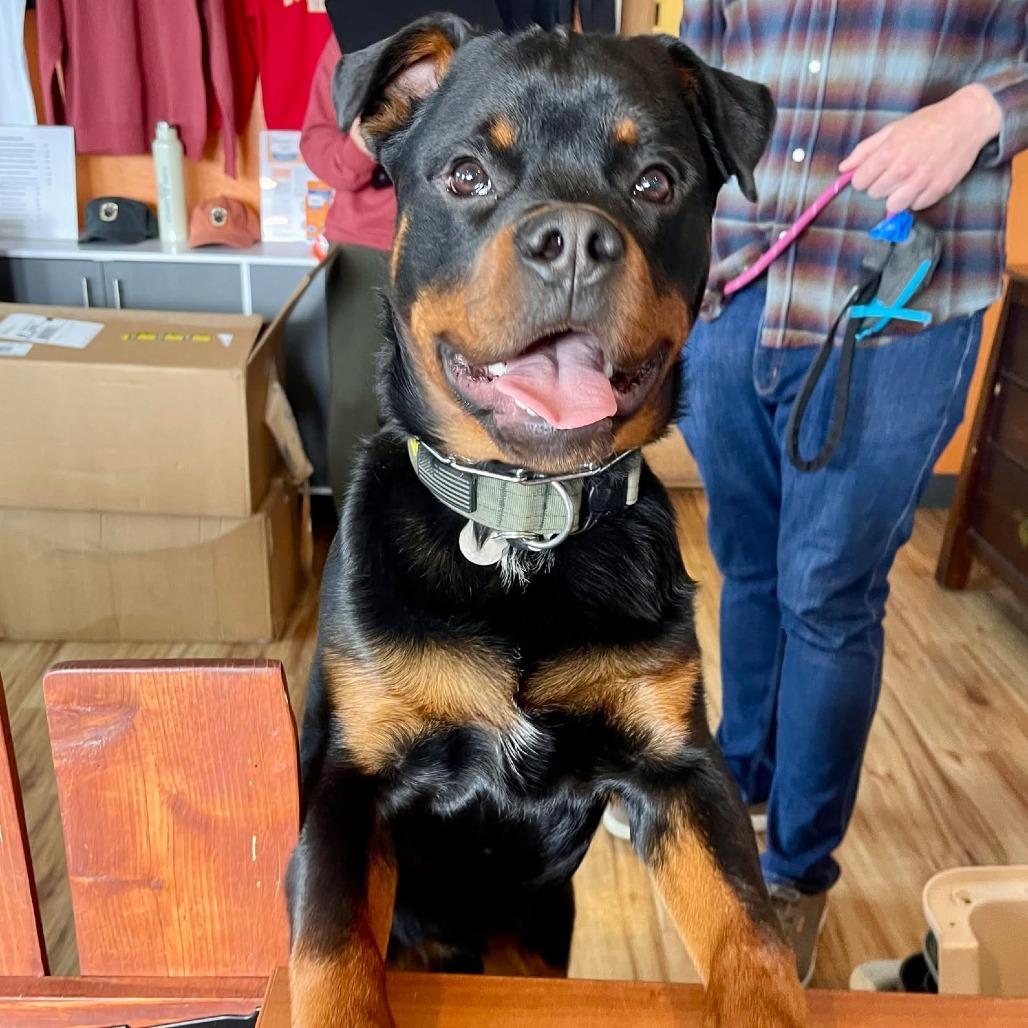 Dexter, an adoptable Rottweiler in Bend, OR, 97702 | Photo Image 5