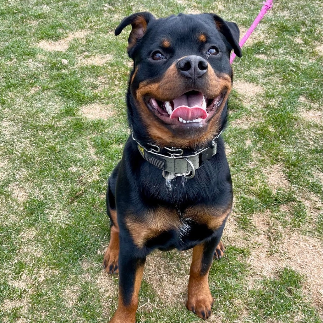 Dexter, an adoptable Rottweiler in Bend, OR, 97702 | Photo Image 6