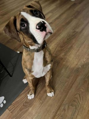 Meet Winston an adorable 4-month-old Boxer puppy who is ready to bring lots of love laughter and 