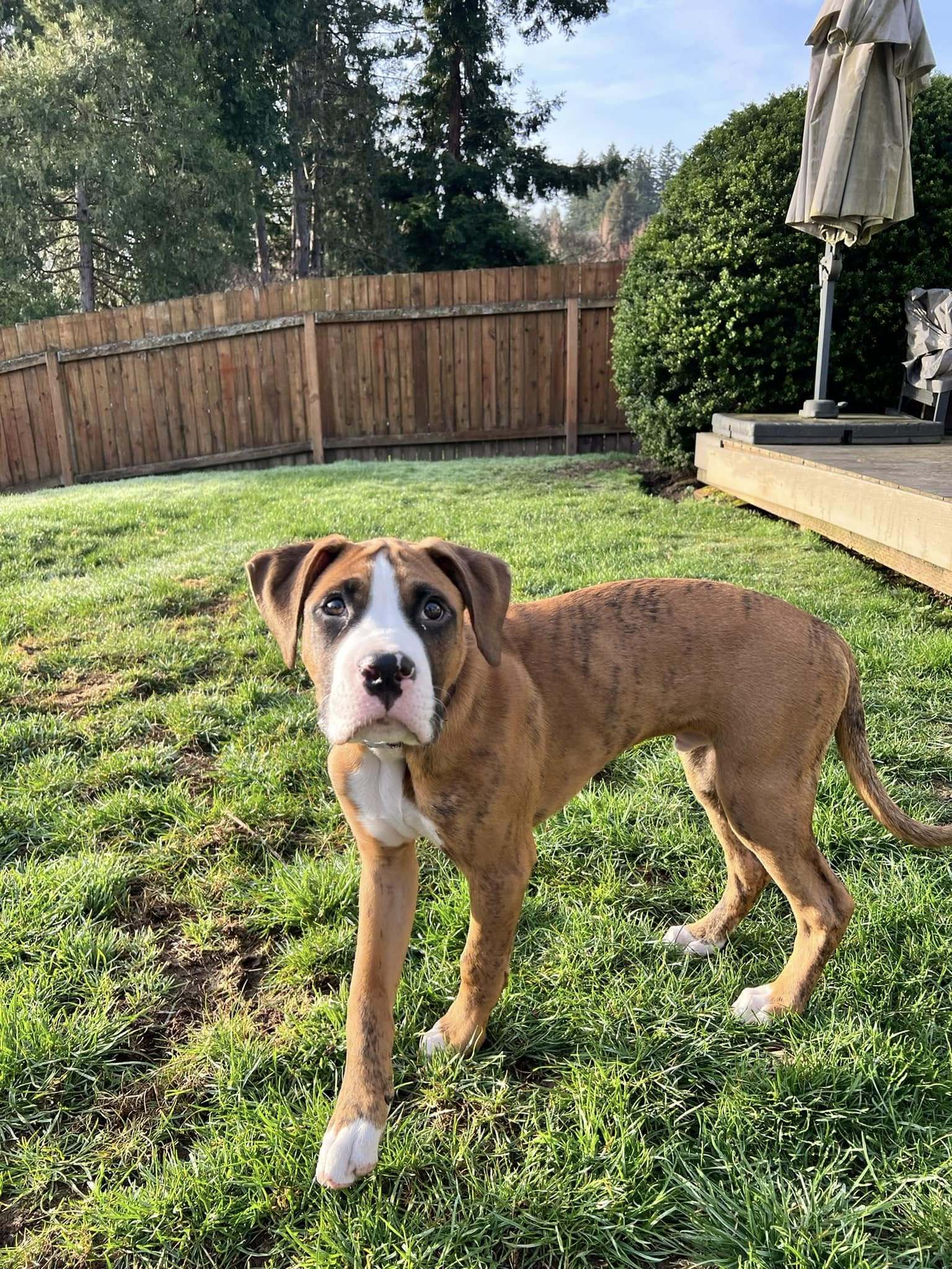 Winston