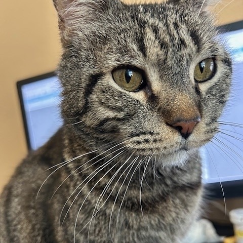 Maurice, an adoptable Domestic Short Hair in Las Vegas, NV, 89128 | Photo Image 1