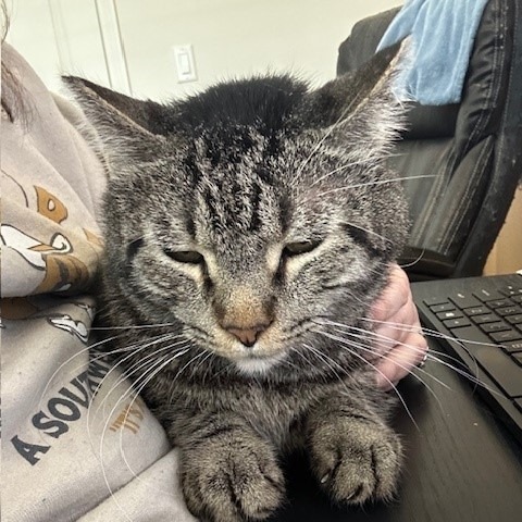 Maurice, an adoptable Domestic Short Hair in Las Vegas, NV, 89128 | Photo Image 2