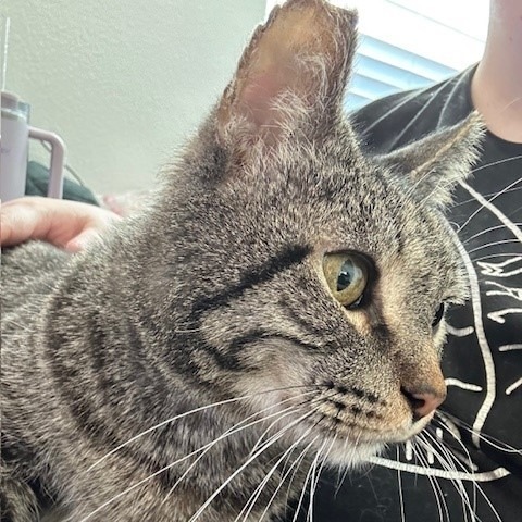 Maurice, an adoptable Domestic Short Hair in Las Vegas, NV, 89128 | Photo Image 6