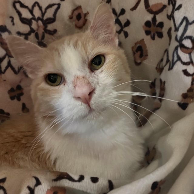 Todd, an adoptable Domestic Short Hair in Las Vegas, NV, 89128 | Photo Image 1