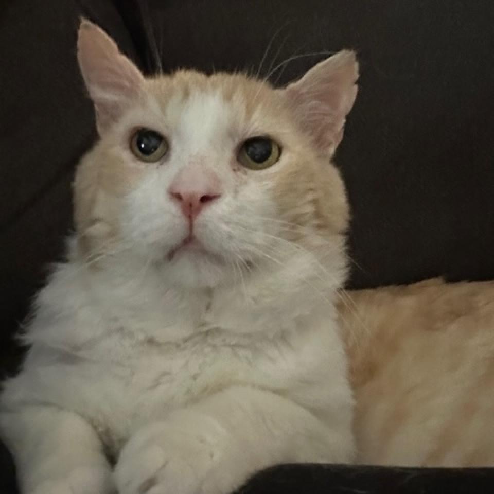 Todd, an adoptable Domestic Short Hair in Las Vegas, NV, 89128 | Photo Image 2
