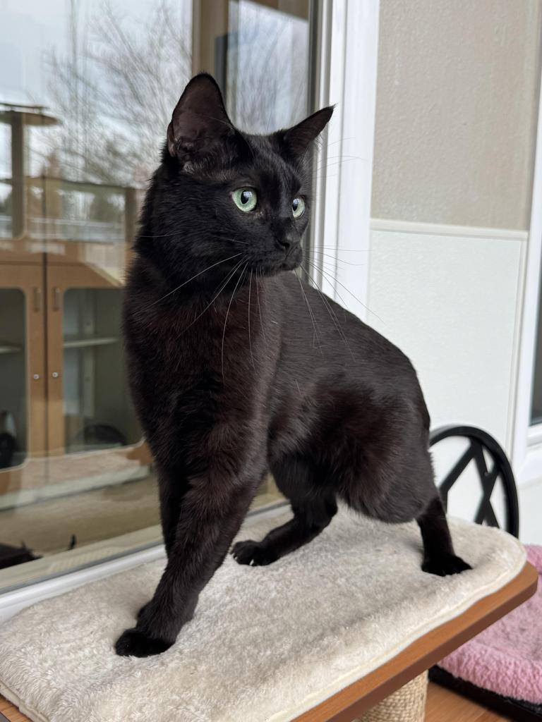 Licorice