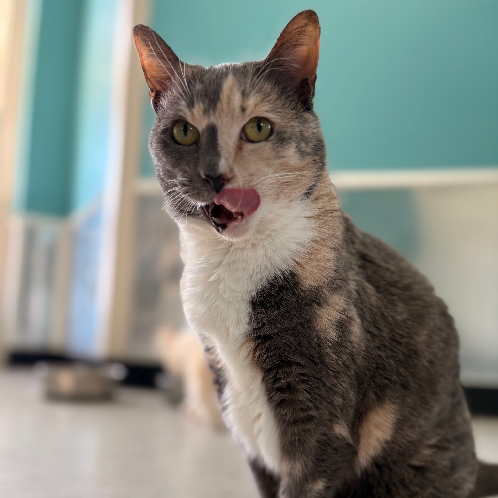 Miss Kitty