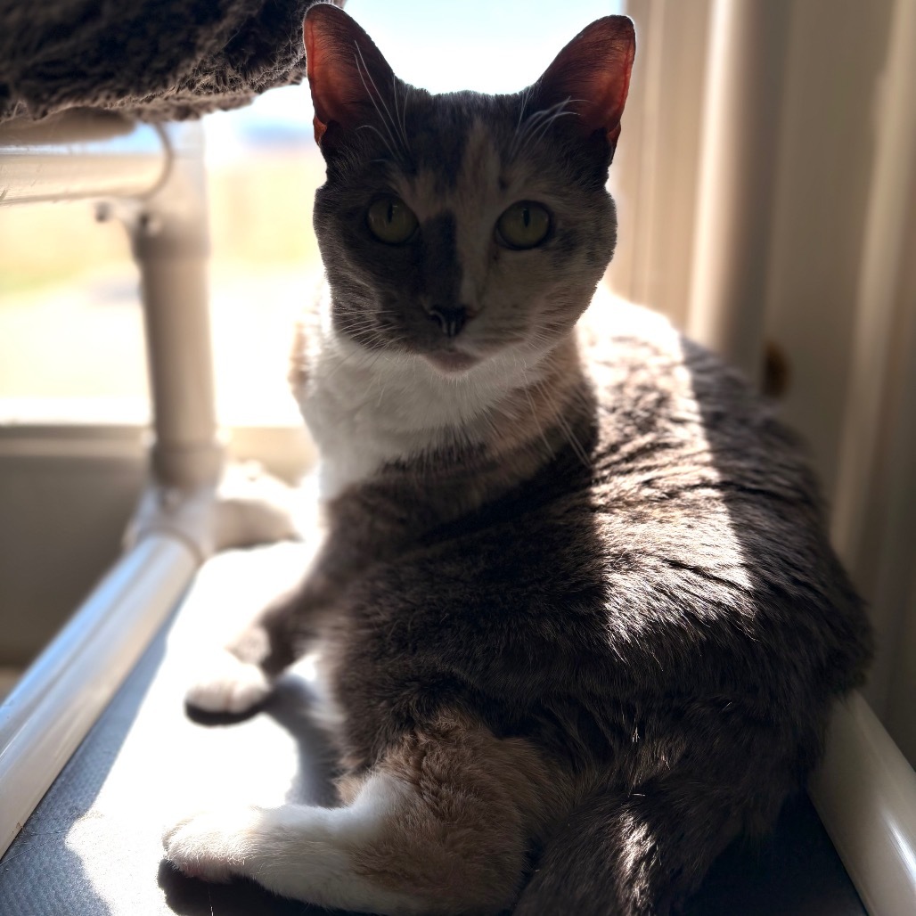 Miss Kitty