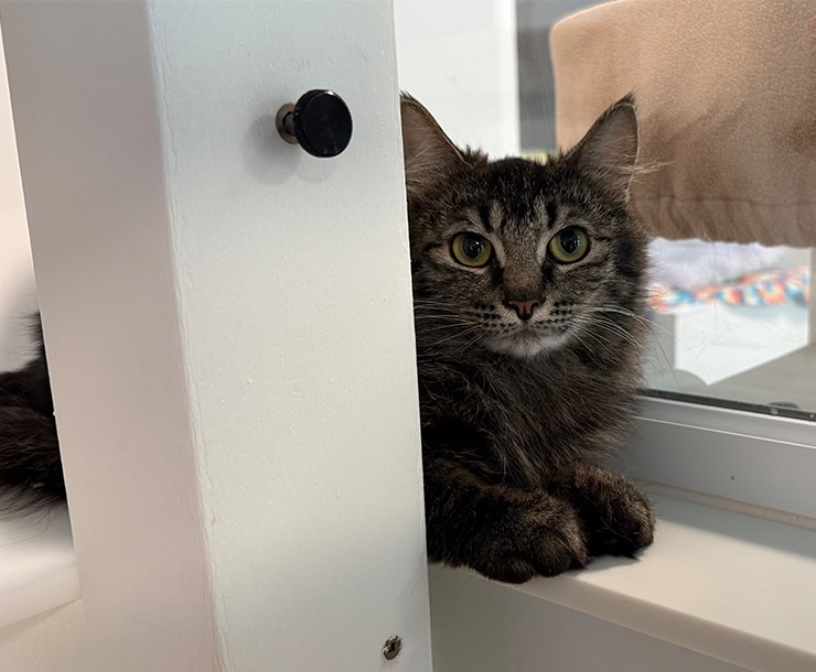 Alexa, an adoptable Domestic Medium Hair in Sultan, WA, 98294 | Photo Image 1