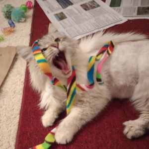 Pearl, Adult Female Domestic Long Hair
