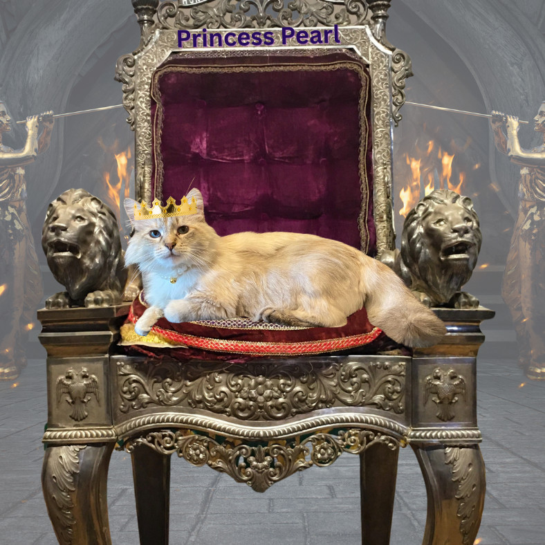 Pearl, an adoptable Domestic Long Hair in Nampa, ID, 83686 | Photo Image 1