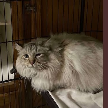 Pearl, an adoptable Domestic Long Hair in Nampa, ID, 83686 | Photo Image 2