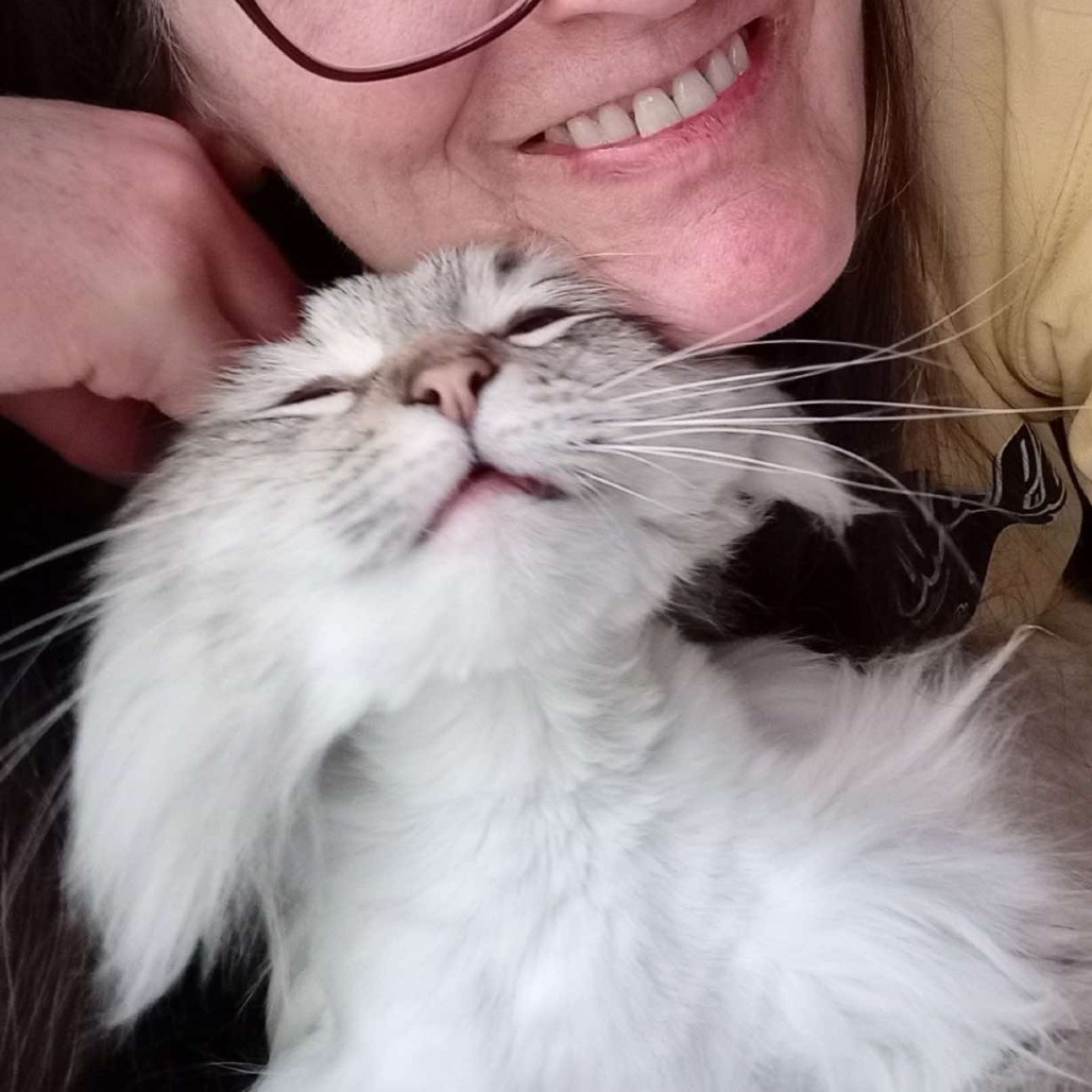 Pearl, an adoptable Domestic Long Hair in Nampa, ID, 83686 | Photo Image 3