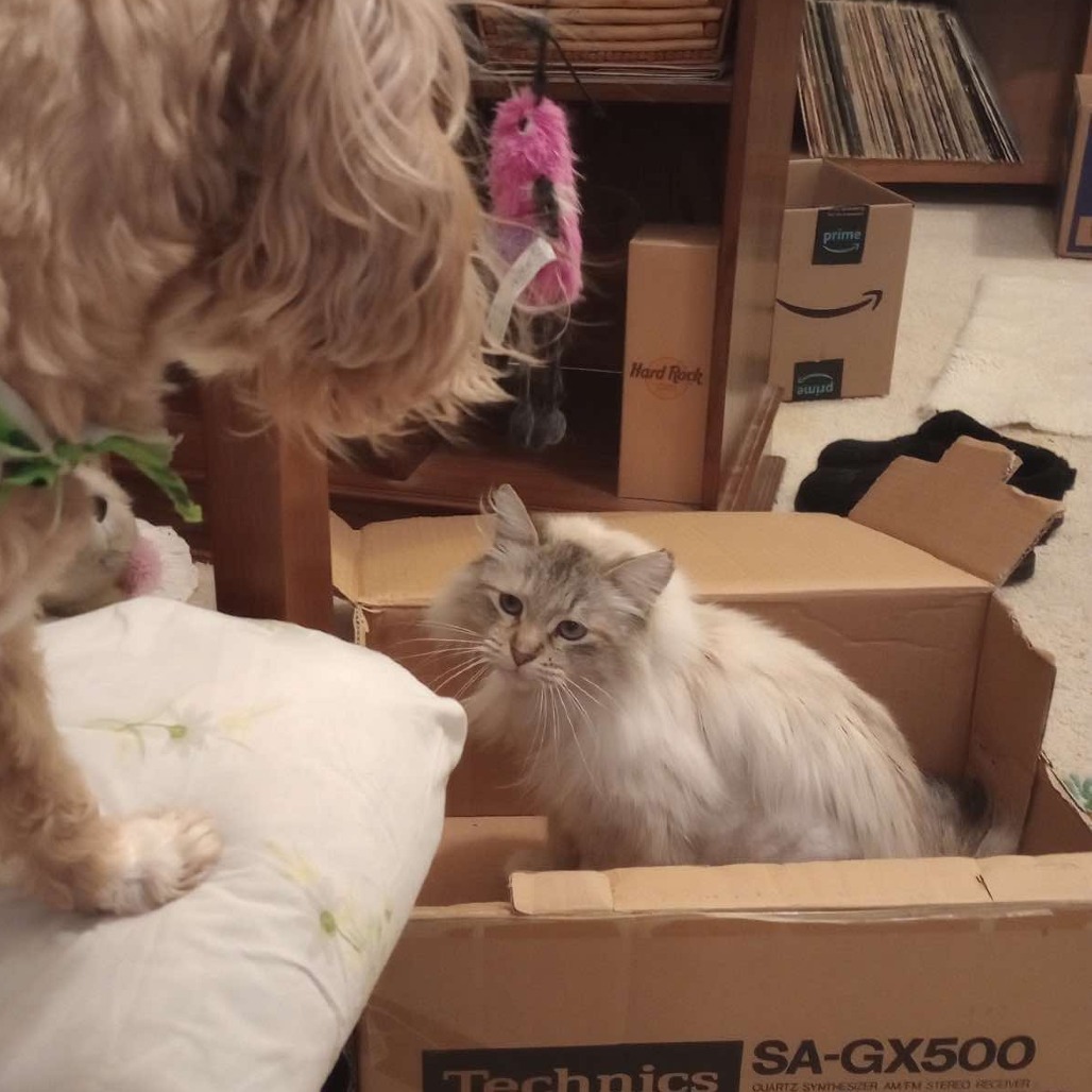 Pearl, an adoptable Domestic Long Hair in Nampa, ID, 83686 | Photo Image 4