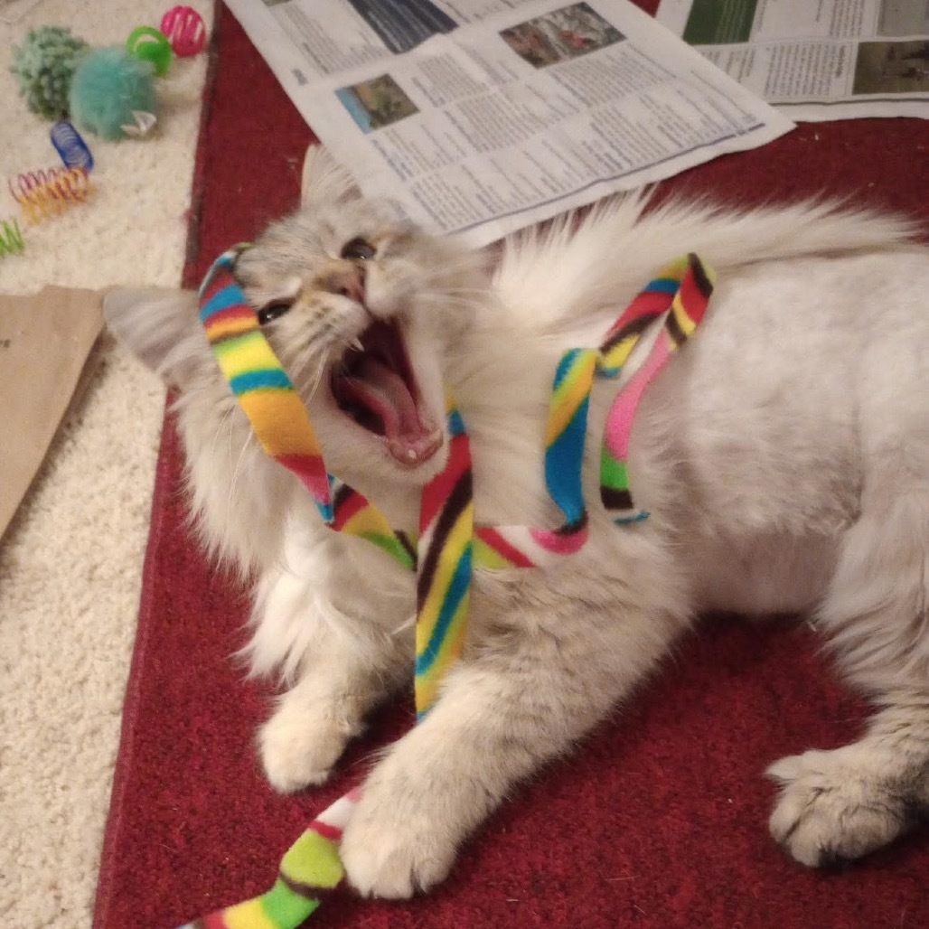 Pearl, an adoptable Domestic Long Hair in Nampa, ID, 83686 | Photo Image 5