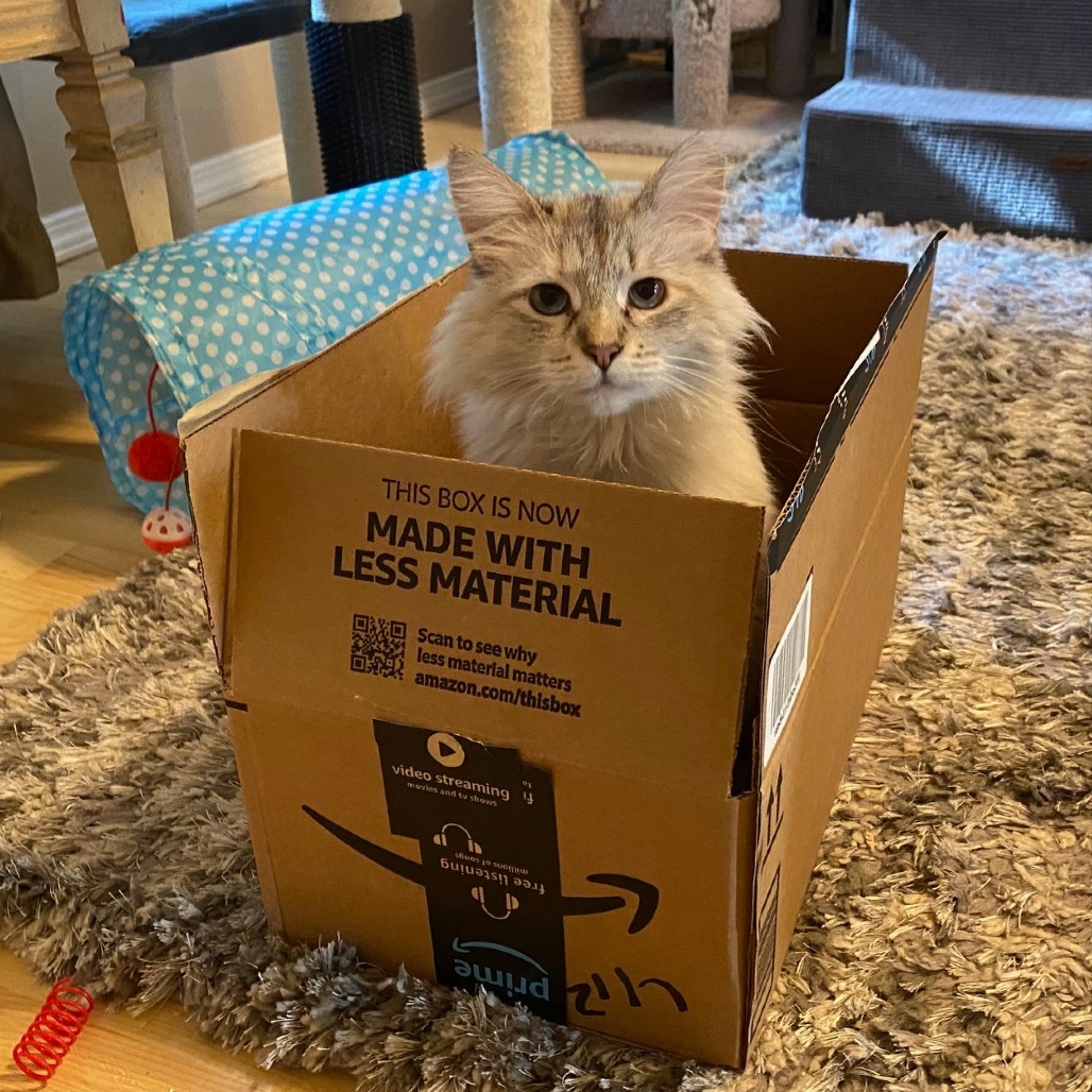 Pearl, an adoptable Domestic Long Hair in Nampa, ID, 83686 | Photo Image 6