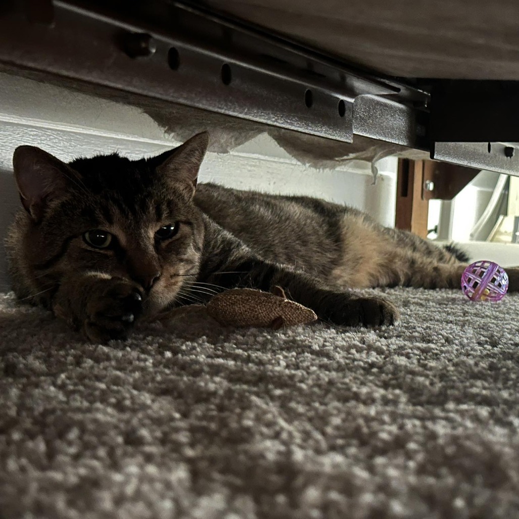 Meatball