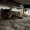 Meatball photo 1