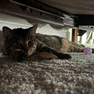 Meatball, Adult Male unknown