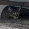 Meatball photo 2