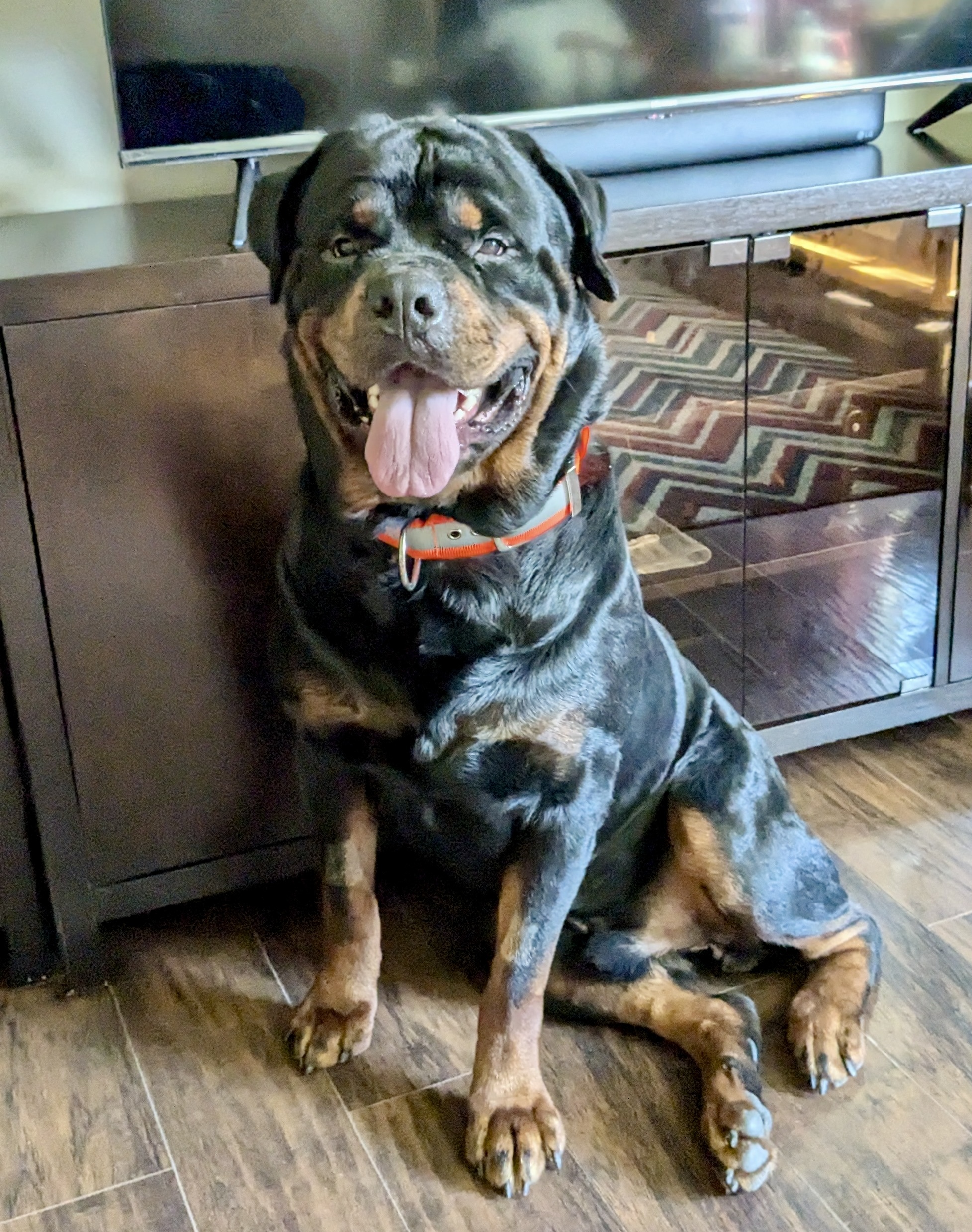 Jupiter, an adoptable Rottweiler in Lincoln, NE, 68506 | Photo Image 1
