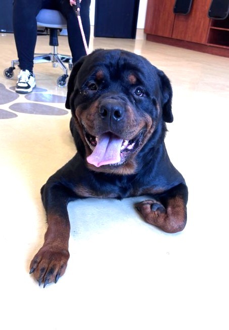 Jupiter, an adoptable Rottweiler in Lincoln, NE, 68506 | Photo Image 2