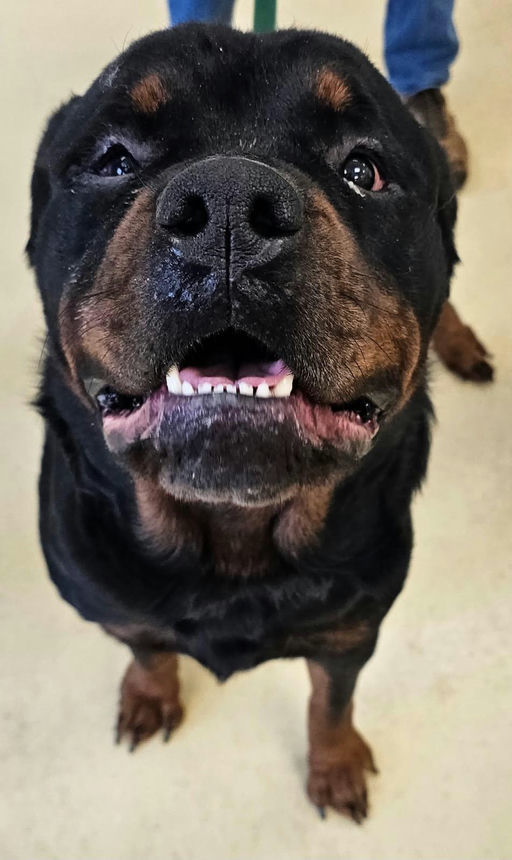 Jupiter, an adoptable Rottweiler in Lincoln, NE, 68506 | Photo Image 3