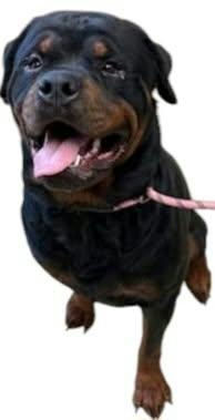 Jupiter, an adoptable Rottweiler in Lincoln, NE, 68506 | Photo Image 4